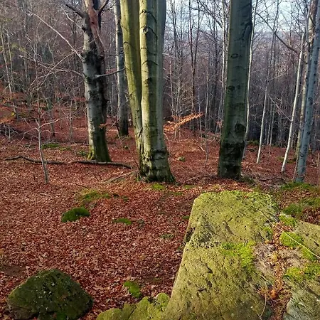 Apartament Zielony Apartment