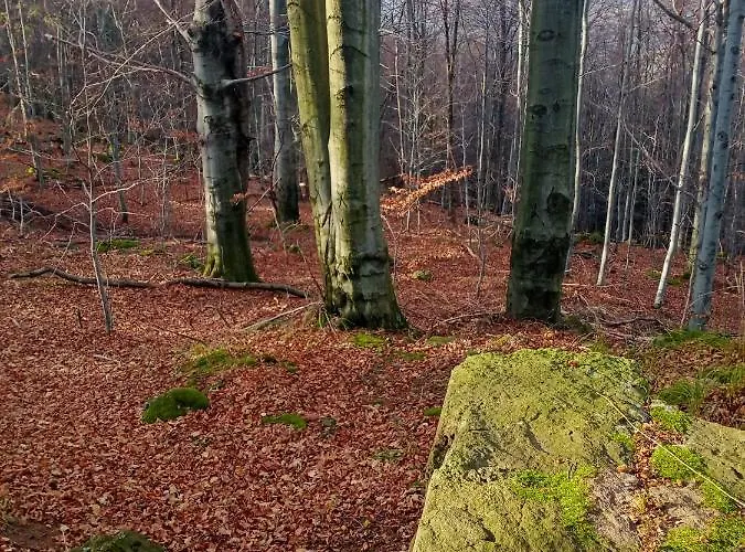 Apartament Zielony Apartamento